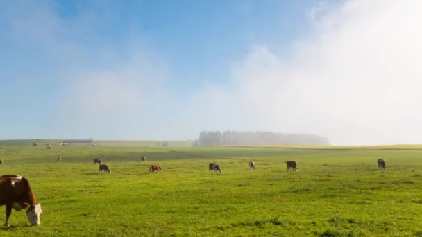 Vacas Campo Verde — Vídeos de Stock