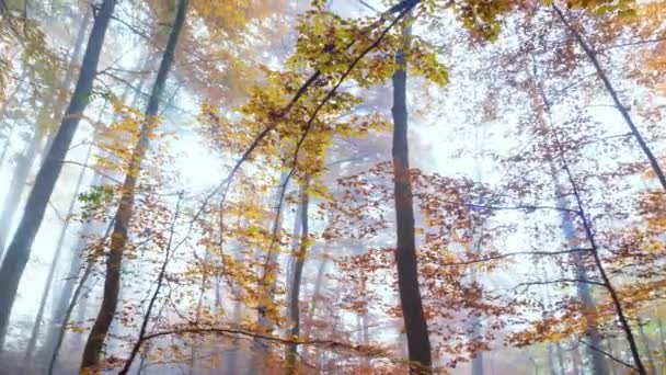 Kolorowe Drzewa Lesie Jesienią Ciągu Dnia — Wideo stockowe