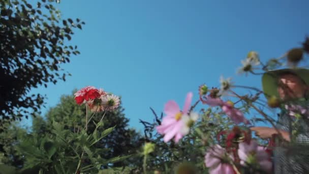 女性の赤いじょうろの花に水をまく — ストック動画
