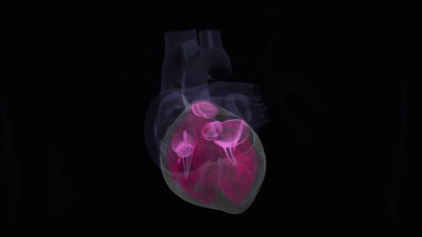 Ανθρώπινη Καρδιά Μαύρο Φόντο — Αρχείο Βίντεο