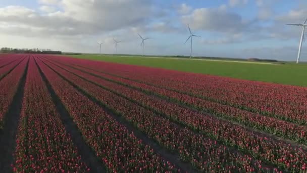 Champ Tulipe Éoliennes Jour — Video