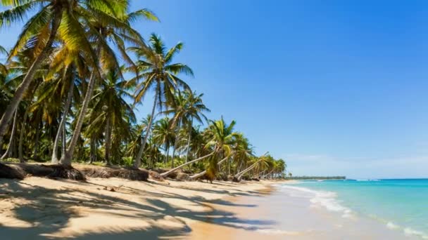 Palmy Plaży — Wideo stockowe