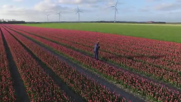 Homme Travaillant Dans Champ Tulipes Pendant Journée — Video