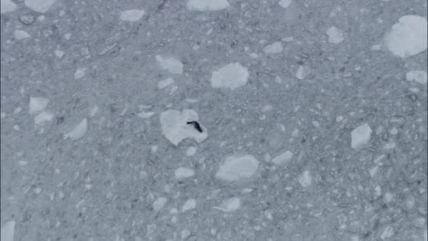 氷の上のシール Sittiung の空中ビュー — ストック動画