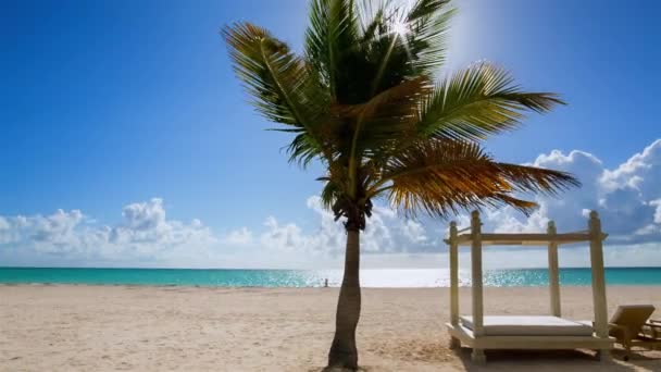 Palmy Leżaki Plaży — Wideo stockowe