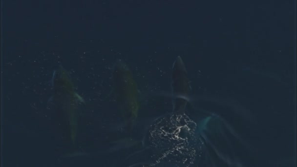 Luftaufnahme Von Zwergwalen Die Ozean Schwimmen — Stockvideo