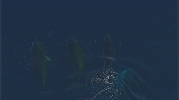 Vista Aérea Ballenas Nadando Océano — Vídeos de Stock