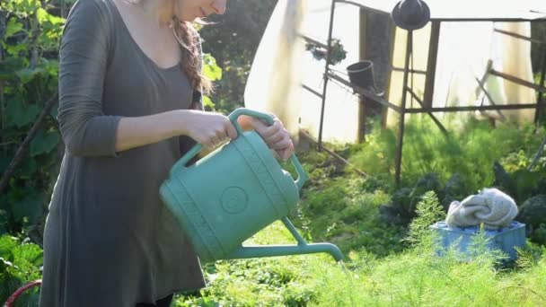 Young Woman Watering Plants Garden — Stock Video