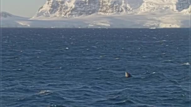 Whale Jumping Ocean Antarctica — Stock Video