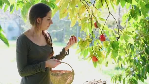 Young Woman Picking Fruits Garden — Stockvideo