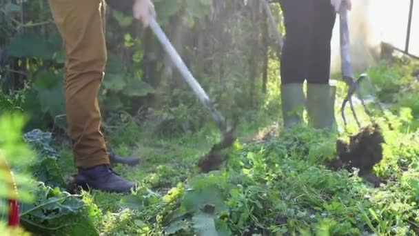 Bahçede Çalışan Çiftin Yakın Çekim — Stok video