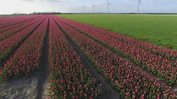 Homme Travaillant Dans Champ Tulipes Pendant Journée — Video