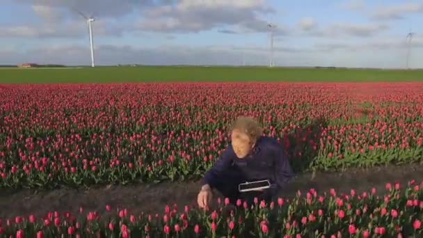 Homme Travaillant Dans Champ Tulipes Pendant Journée — Video