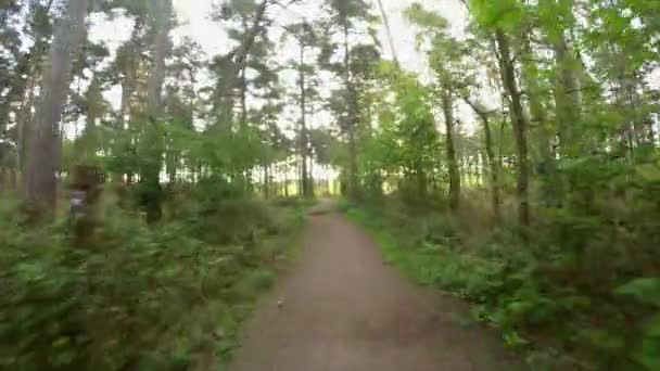 Μονοπάτι Στο Δάσος Greeb Στην Διάρκεια Της Ημέρας — Αρχείο Βίντεο