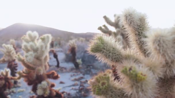 Close Plantas Paisagem Durante Dia — Vídeo de Stock