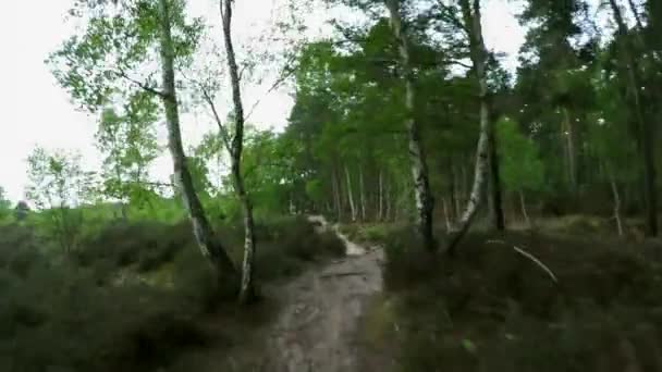 Sentiero Nella Foresta Greeb Giorno — Video Stock