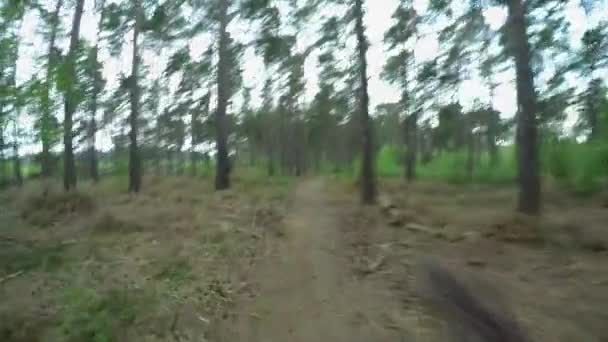 Passo Passo Floresta Greeb Durante Dia — Vídeo de Stock