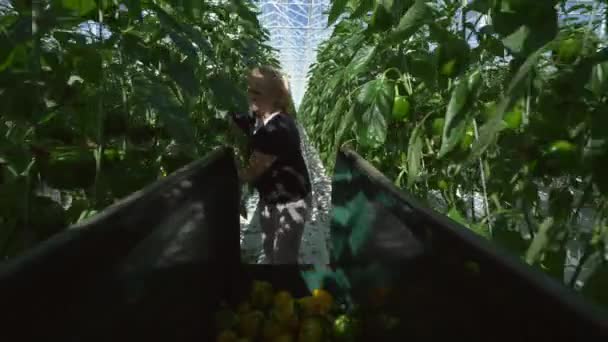 Woman Picking Bell Peppers Greenhouse — Stock Video