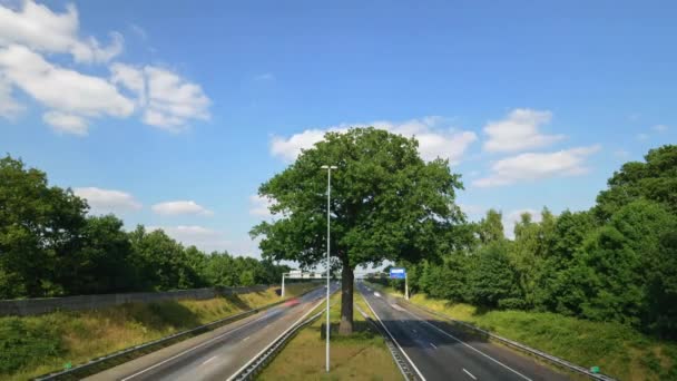 Árbol Carretera Con Coches — Vídeos de Stock