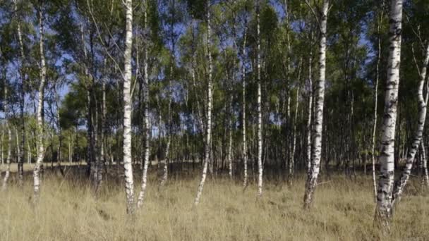 Zilveren Berken Bomen Overdag — Stockvideo