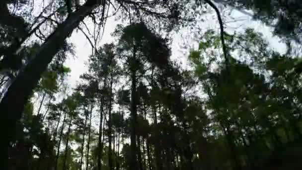 低角度看法树木在森林在白天 — 图库视频影像