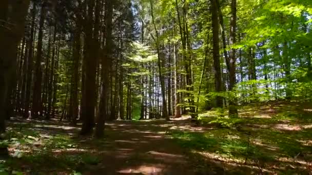 Стежка Зеленому Лісі Вдень — стокове відео