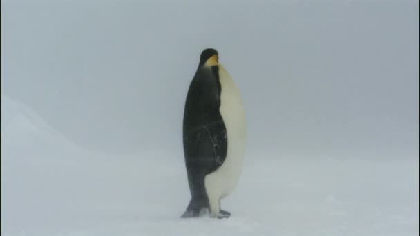 Kaiserpinguin Schnee Schneehügel Insel Antarktis — Stockvideo