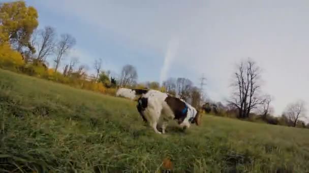 Close Dog Running Grass Park — Stock Video