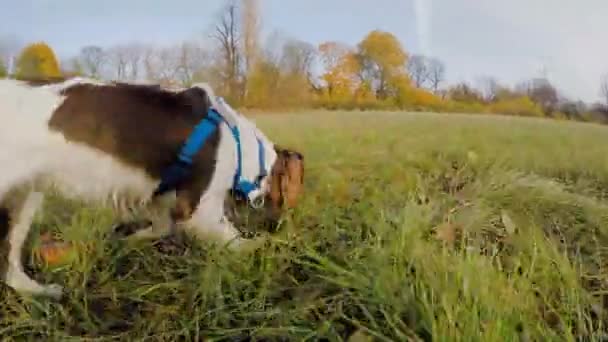 Отслеживающий Снимок Собаки Нюхающей Траву Парке — стоковое видео