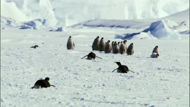 Císař Penguins Chůzi Ostrov Snowhill Antarktida — Stock video