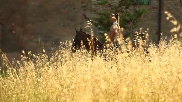 骑着马在该字段中的女人 — 图库视频影像