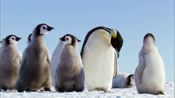 Familie Van Keizer Pinguïns Snowhill Island Antarctica — Stockvideo