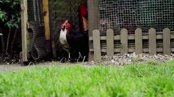 Gallinas Granja Aire Libre — Vídeos de Stock