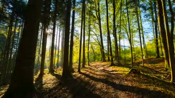 Sol Brilhando Floresta Pôr Sol — Vídeo de Stock