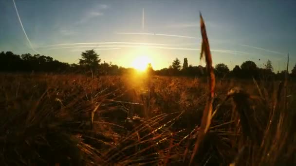 Umzug Weizenfelder Bei Sonnenuntergang — Stockvideo