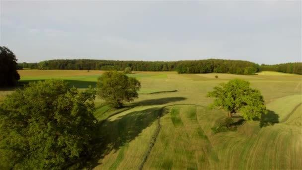 Aerial View Trees Fields Summer — Stock Video