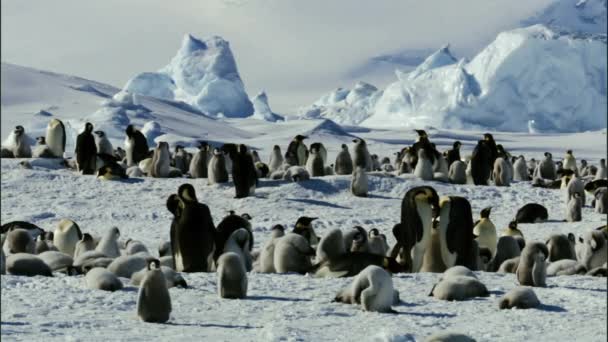Colony Emperor Penguins Snowhill Island Antarctica — Stock Video