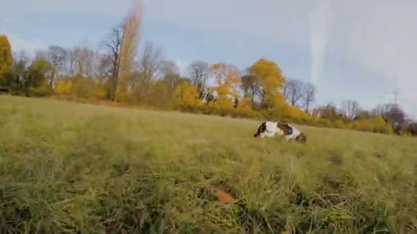 Vista Lateral Del Perro Corriendo Sobre Hierba Parque — Vídeo de stock
