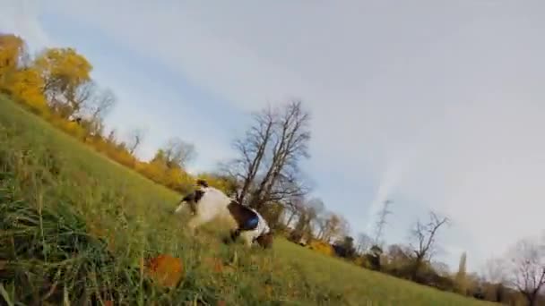 Perro Con Pelota Corriendo Parque Ciudad — Vídeo de stock