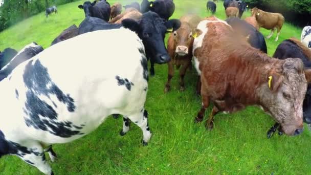 Gros Plan Pâturage Des Bovins Dans Les Pâturages — Video