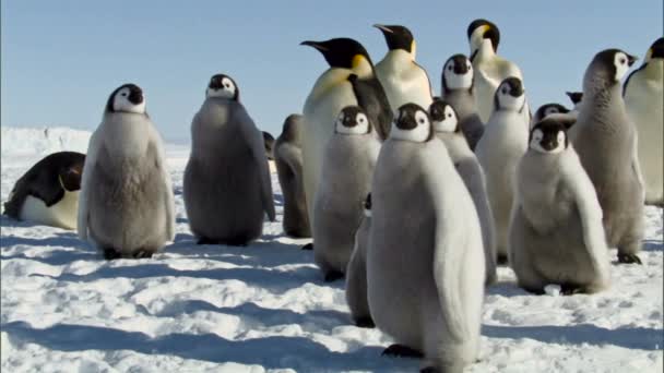 Colonia Pingüinos Emperadores Isla Snowhill Antártida — Vídeo de stock