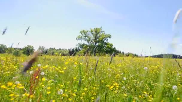 Çayırlarda Dandelions Ile Hareketli Kamera — Stok video