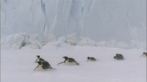 Pinguins Imperador Deslizando Ilha Snowhill Antártida — Vídeo de Stock