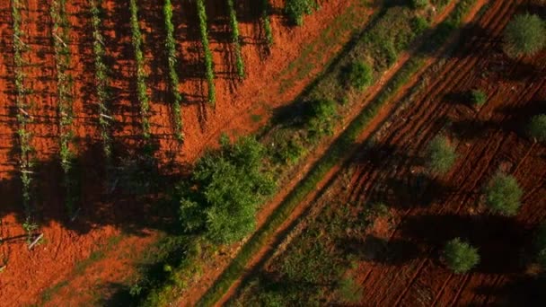 Alandaki Zeytin Ağaçlarının Havadan Görünümü — Stok video