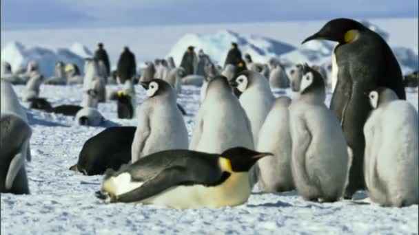 帝企鹅的殖民地 雪山岛 南极洲 — 图库视频影像