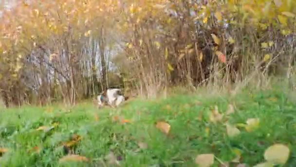 Chien Courant Dans Les Buissons Parc Automne — Video