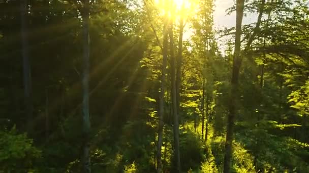 Sun Shining Forest Summer — Stock Video