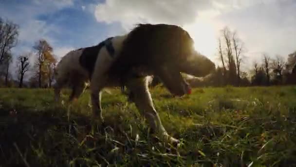 Perro Corriendo Oliendo Hierba Césped — Vídeo de stock