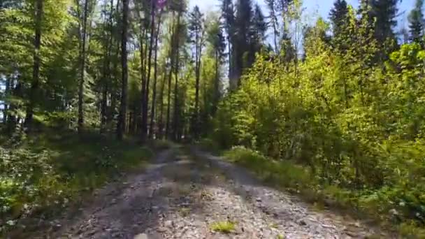 Пешеходная Дорожка Лесу Гриб Днем — стоковое видео