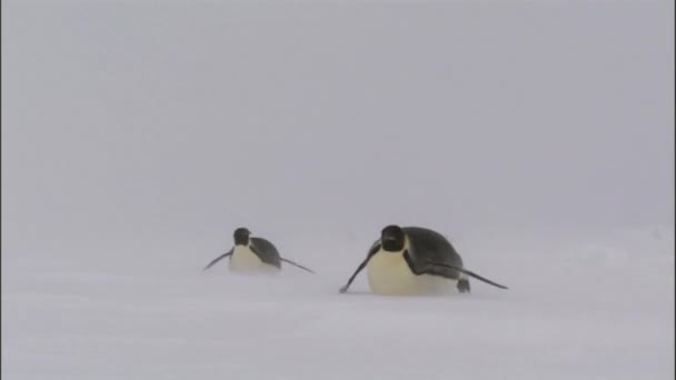 Kaiserpinguine Rutschen Schneehügel Insel Antarktis — Stockvideo